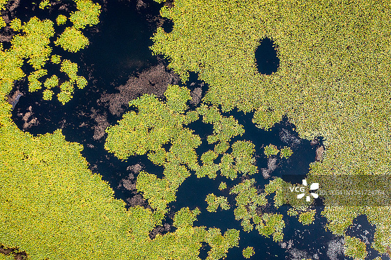 自顶向下的空中照片湖完全覆盖在睡莲图片素材