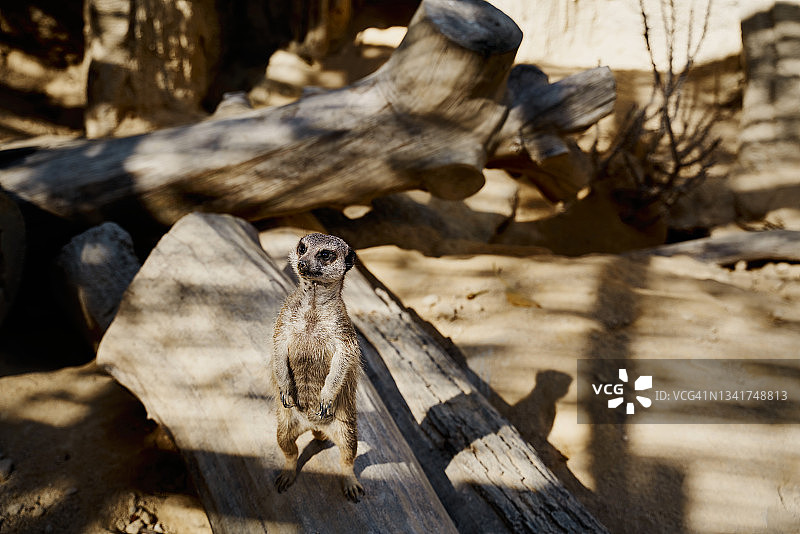 米卡特(Suricata suricatta)站在动物园的一根木头上环顾四周图片素材