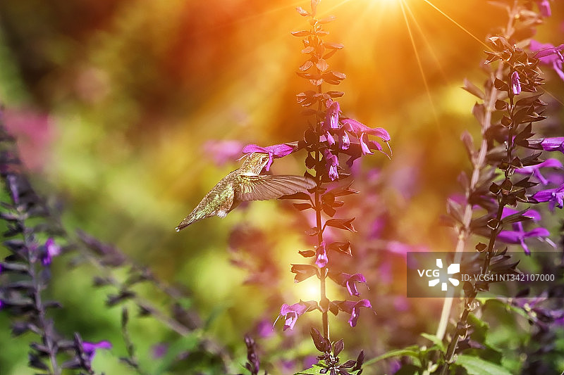 红宝石喉蜂鸟在阳光下的花园图片素材