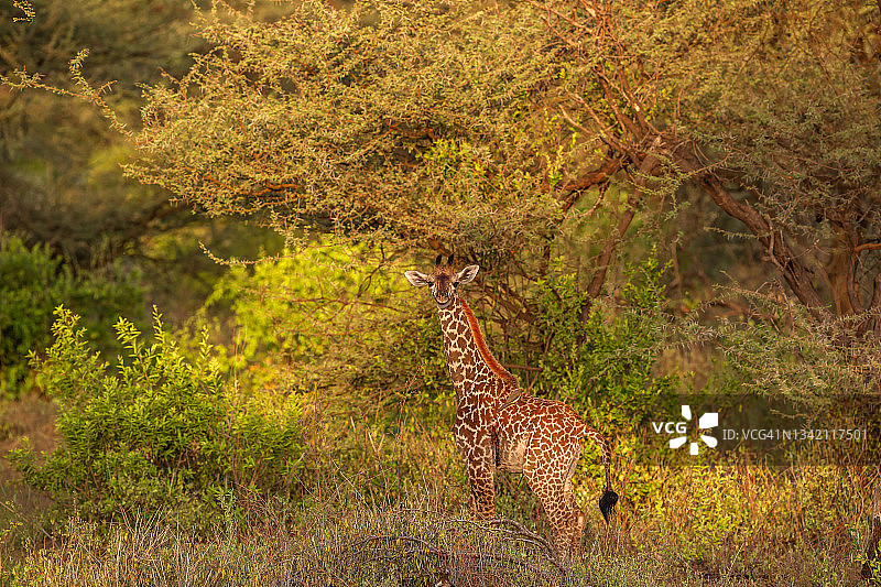 受伤的长颈鹿幼崽在野外与红嘴牛椋鸟图片素材