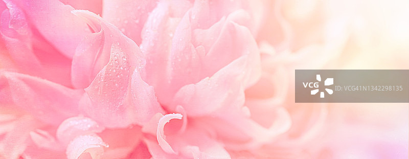 抽象的浪漫背景与精致的粉红色牡丹花，特写。浪漫的旗帜图片素材