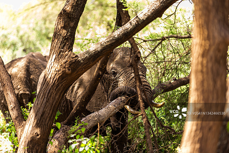 非洲象正在用象鼻折断树干图片素材