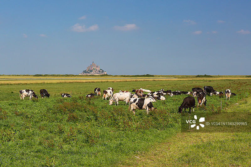 圣米歇尔山和放牧的牛(法国，诺曼底)图片素材