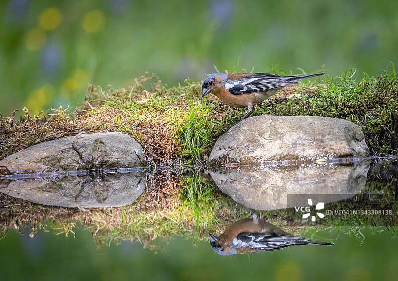 池塘边的雄性苍头燕雀图片素材