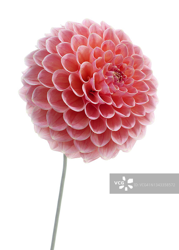 粉红色球大丽花，大丽花'娜塔莉G'，与茎，在特写。图片素材