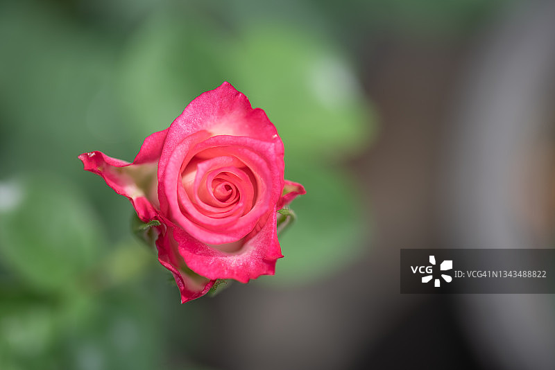 红玫瑰在公园花园的绿色背景下图片素材