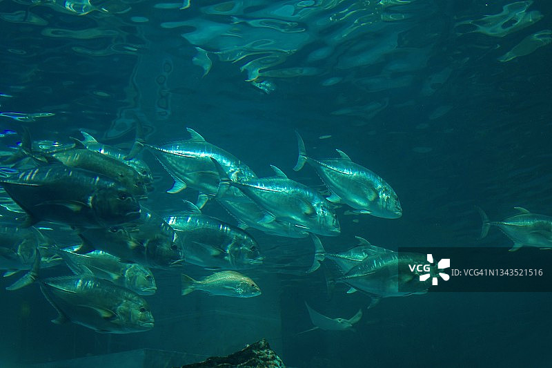 水族馆里热带鱼的特写镜头图片素材