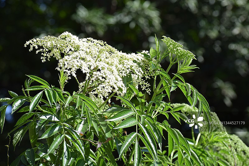 白色，美丽的，舒缓的美国接骨木花簇。Sambucus黄花。五福花科的家庭。图片素材