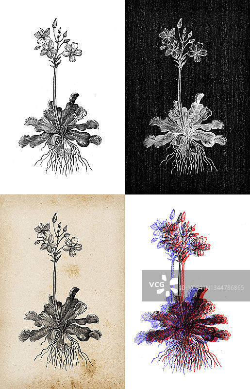 古代植物学插图:捕蝇草(Dionaea muscipula)图片素材