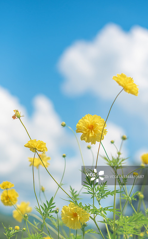 黄色的花，蓝色的天空和多云的背景在夏天的时候图片素材