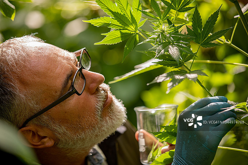 研究员观察大麻植物的特写镜头图片素材