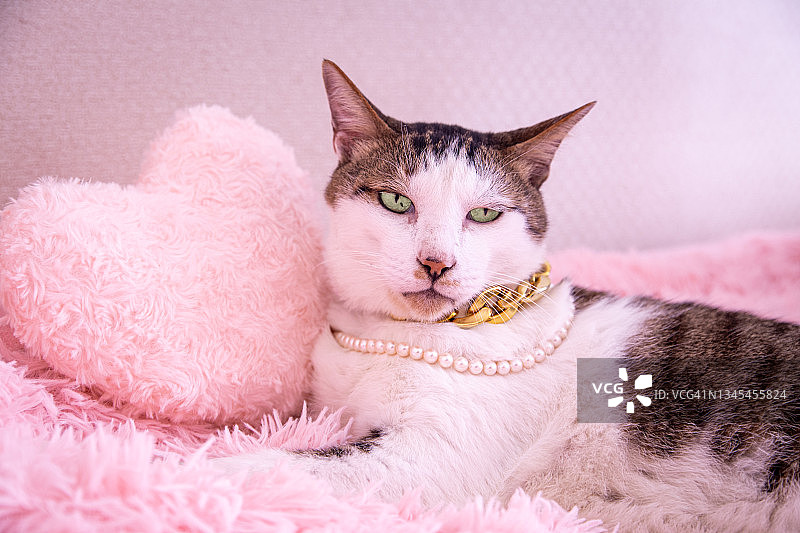 猫戴着一条珍珠项链图片素材