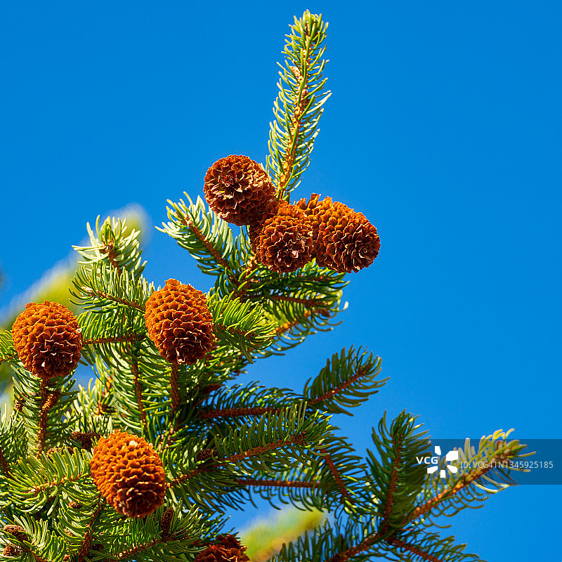 蓝色天空背景上有圆锥的圣诞树的树枝。关注前景图片素材