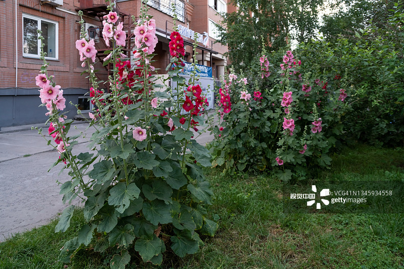 夏天的一天，公寓大楼附近盛开着粉红色和红色的锦葵或山葵(Alcea rosea L.)。图片素材
