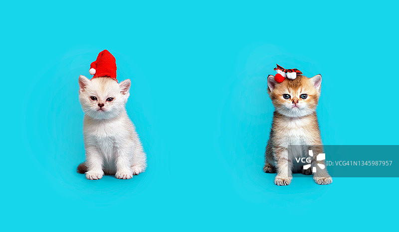 圣诞节最小的组成与可爱的小猫咪图片素材