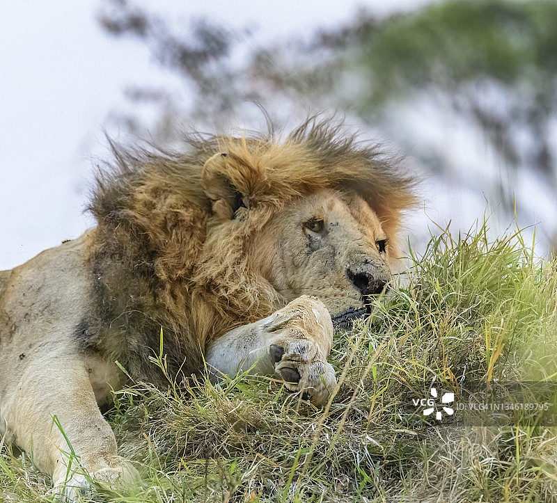 狮子在非洲的荒野中放松图片素材