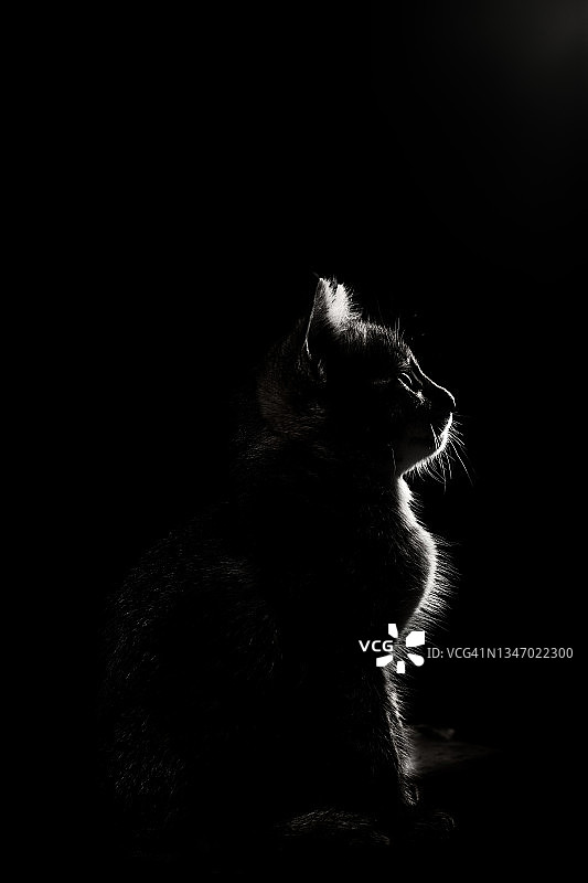 猫在黑色背景下的特写图片素材