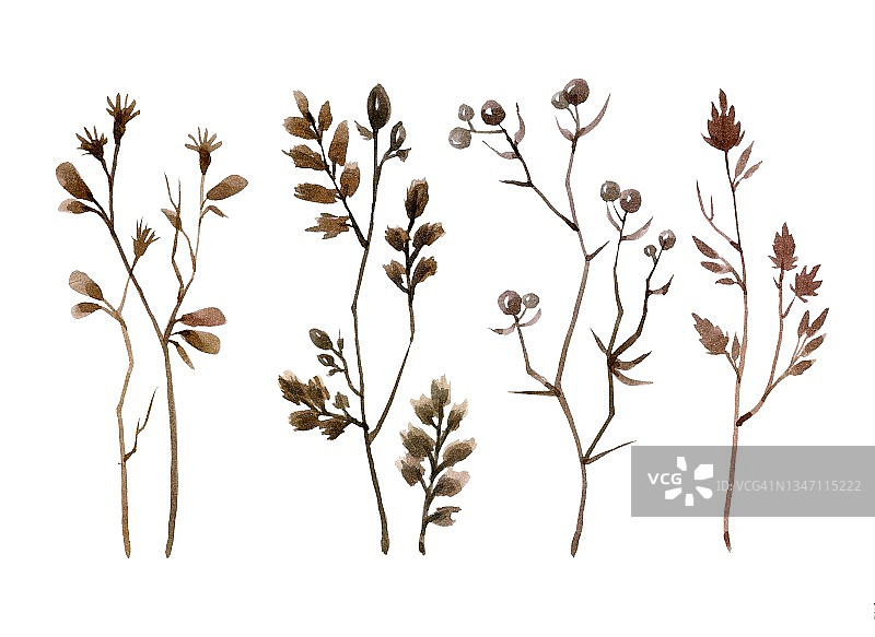 组成与春天柳枝芽和干草本植物标本室分离在白色背景上。水彩手绘插图图片素材