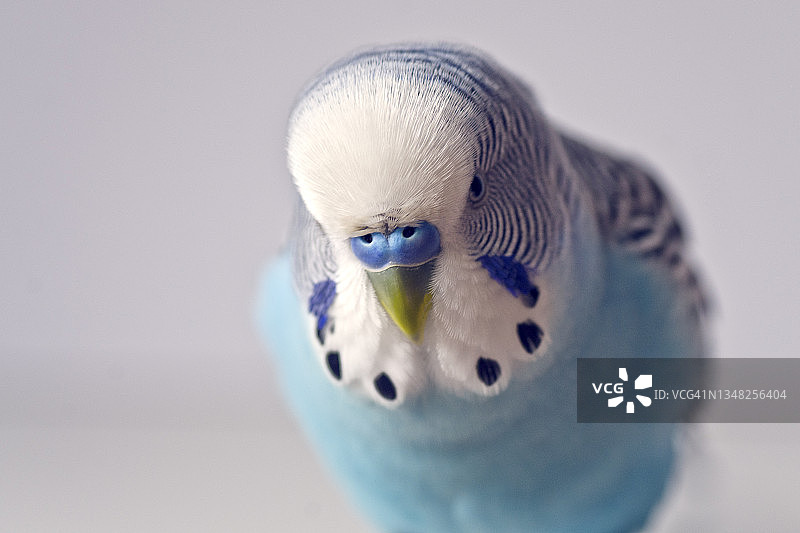 蓝色的鸟图片素材