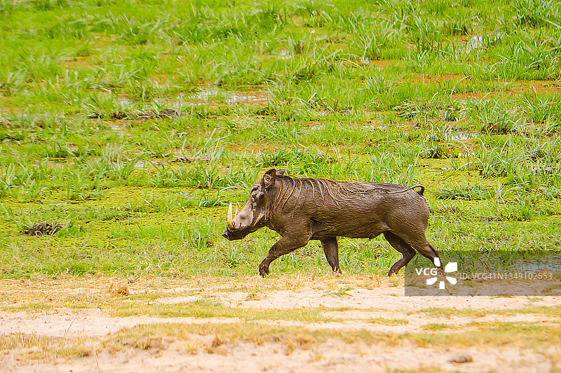 非洲肯尼亚野生疣猪的侧视图图片素材