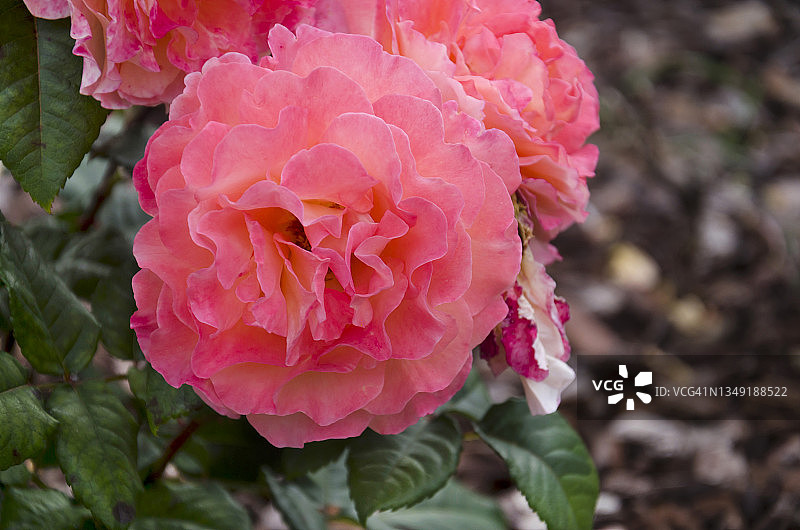 伊莲·佩吉，杂交茶，公共花园的粉红玫瑰。图片素材