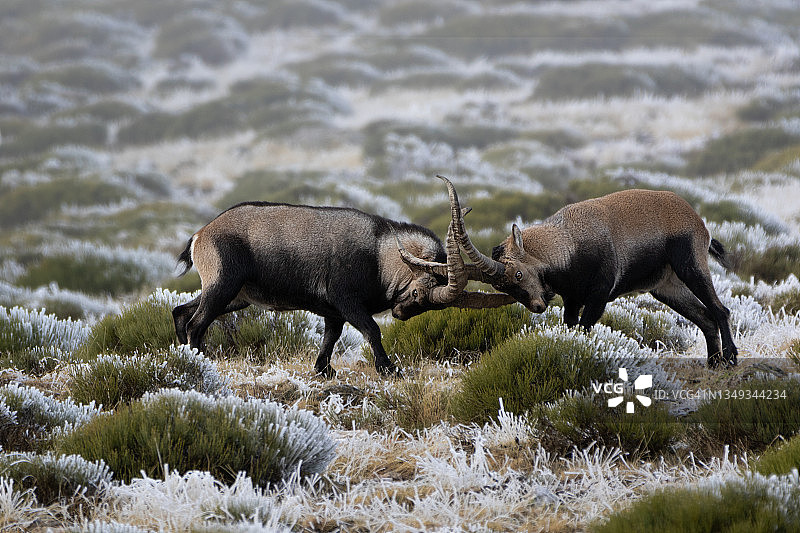 的战斗!03 Spanish ibex (Capra pyrenaica) - Cabra montés (Capra pyrenaica)图片素材