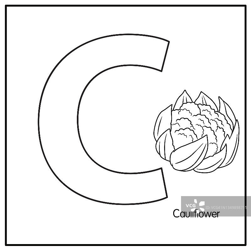 花椰菜矢量说明与字母C大写字母或大写字母的儿童学习练习ABC图片素材