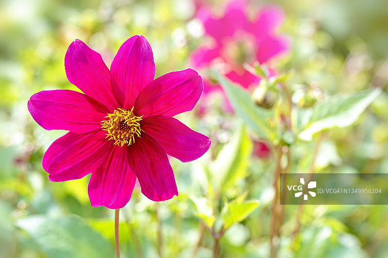 美丽的夏季开花大丽花也被称为红色大丽花图片素材