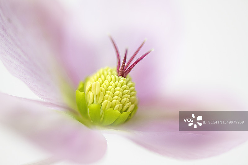 美丽的，高调的形象，春天开花的嚏根草粉红色的花也被称为四旬斋Rpse图片素材
