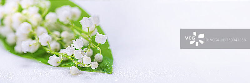 幽谷百合，盛开着春天的白花，选择性聚焦，横幅上有自由的文字空间图片素材