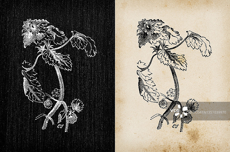 植物学植物古董雕刻插图:Lamium purpureum(红死荨麻、紫死荨麻)图片素材