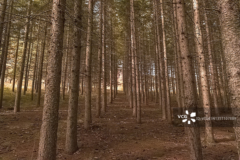 秋天山林的特写镜头。图片素材