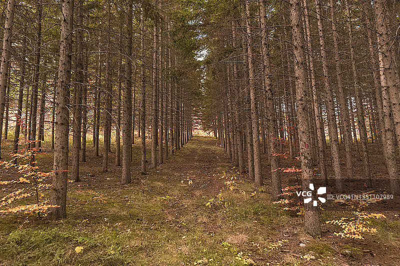 秋天山林的特写镜头。图片素材