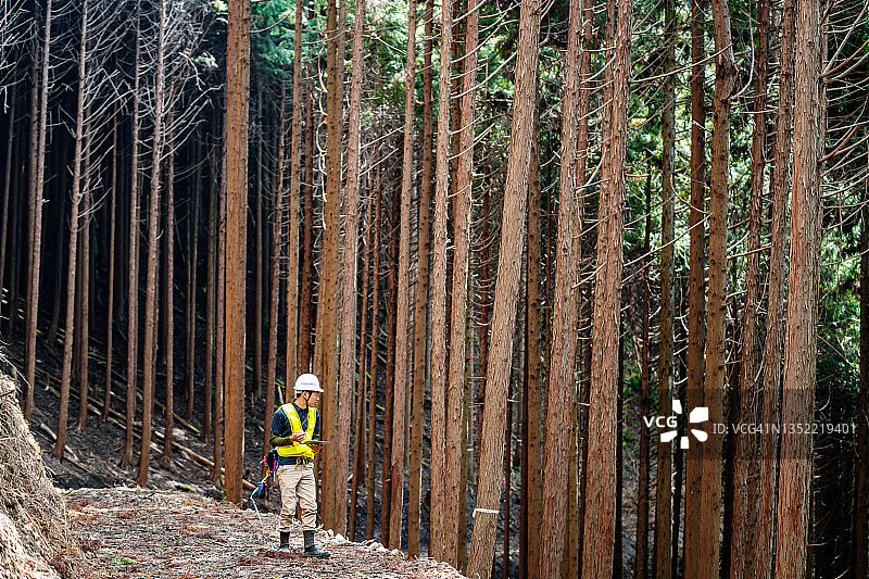 林业工人测量和标记树木图片素材
