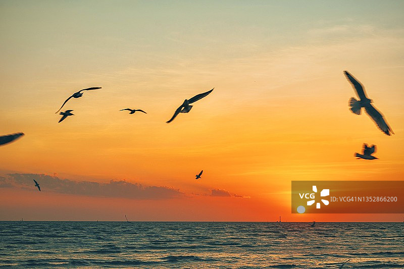 日落时海鸥在天空中飞翔的风景图片素材