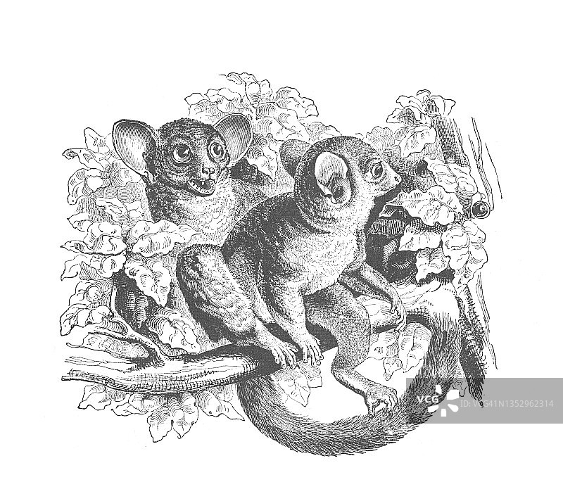 一对加拉戈狐猴在树枝上，古董雕刻插图图片素材