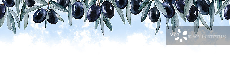 全景水平边界的分枝与黑橄榄和蓝色雾在白色的背景。副本的空间。手画水彩。图片素材