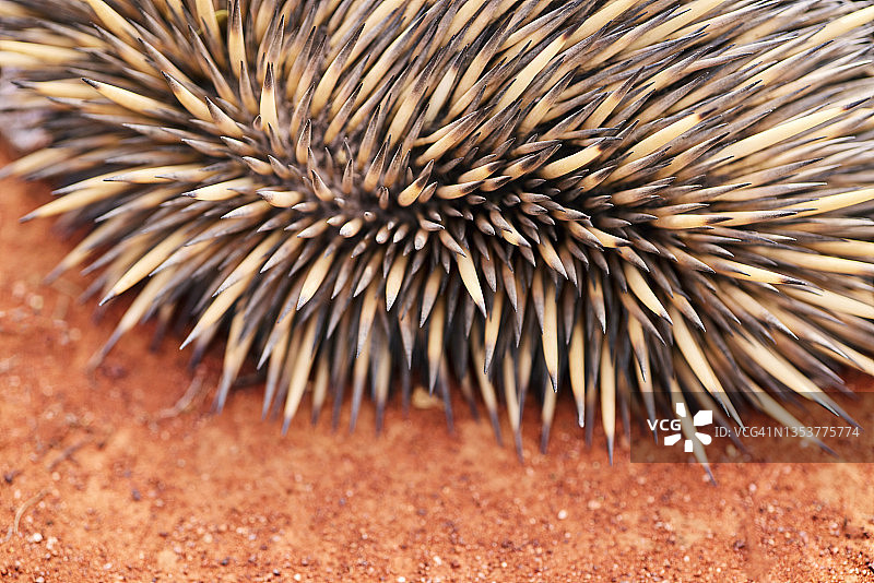 针鼹，食蚁兽，澳大利亚内陆乡村的红土图片素材