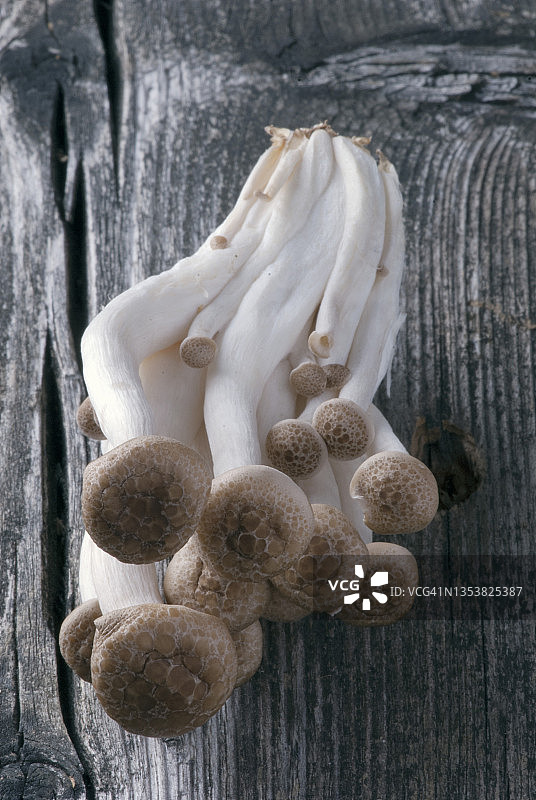 棕色石门蘑菇的特写图片素材