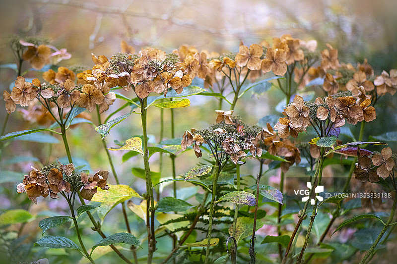 美丽的绣球花茎和花朵在柔和的秋日阳光下腐烂图片素材