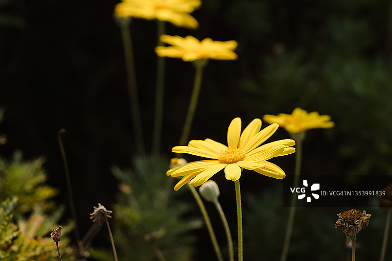 接近黄色的洋甘菊雏菊花，草地在农村的地方图片素材