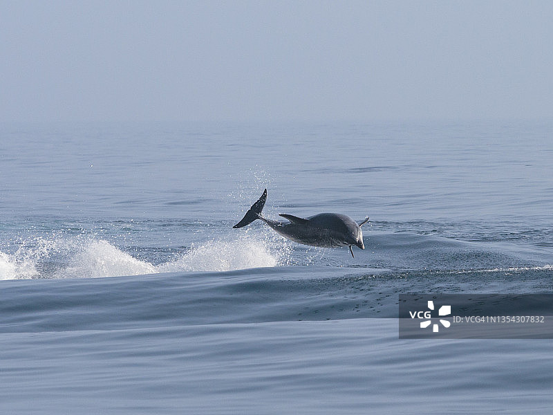 宽吻海豚跳跃图片素材