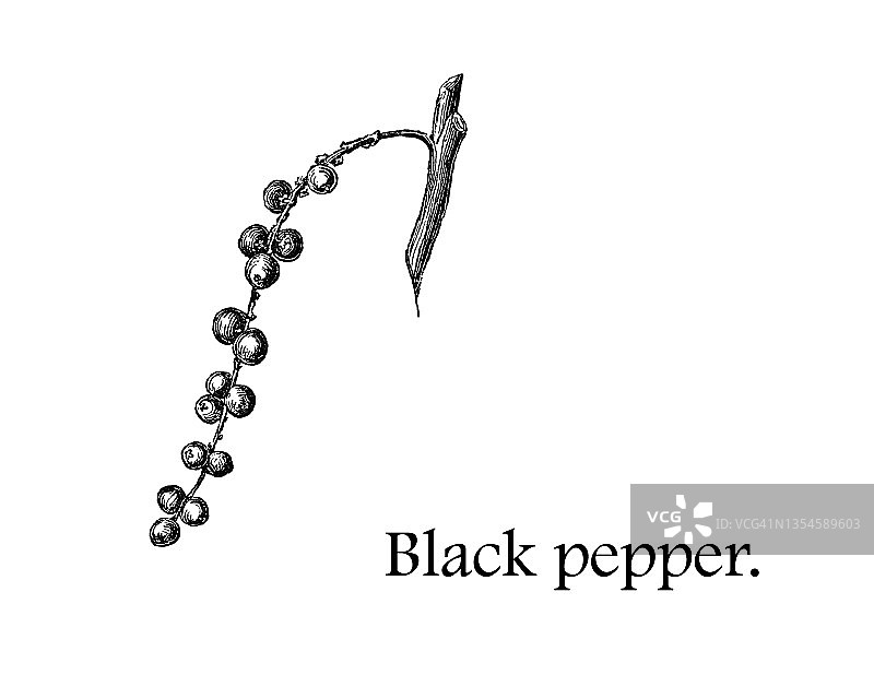 老雕刻插图的黑胡椒- (Piper nigrum)图片素材