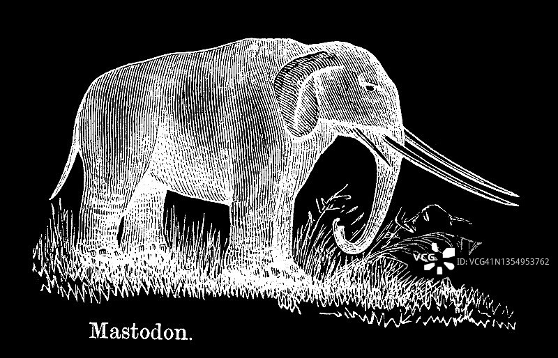 中新世时期乳齿象(当今大象的史前亲戚)的古老雕刻插图图片素材
