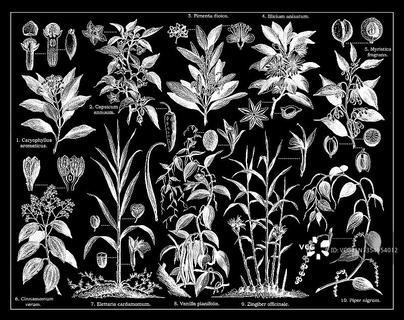 古老的植物学雕刻插图，香料植物图片素材