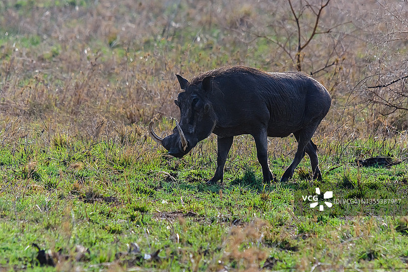 坦桑尼亚塞伦盖蒂国家公园的普通疣猪(非洲疣猪)。野生动物的照片图片素材