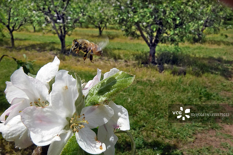 蜜蜂在杏树花上盘旋图片素材