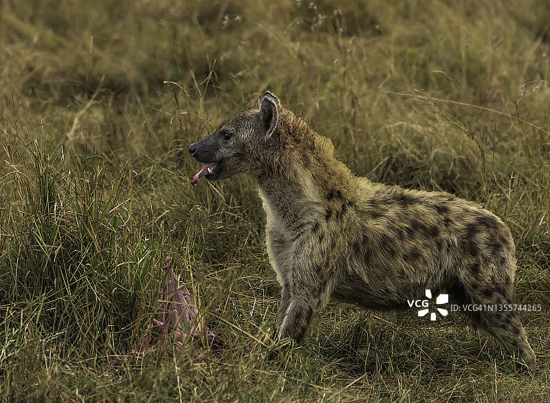 一只鬣狗在非洲荒原上吃早餐图片素材