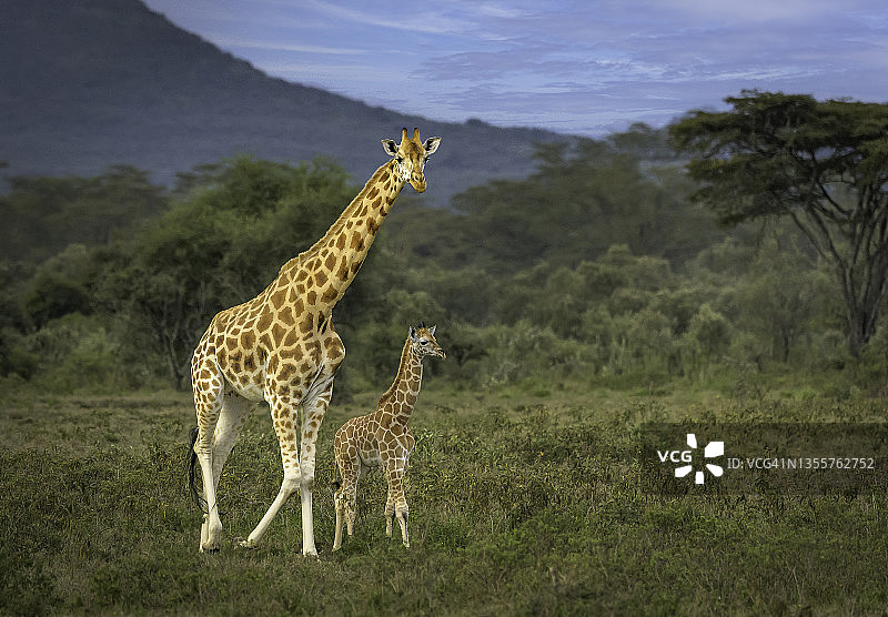 行走在肯尼亚奥佩杰塔的热带草原上的长颈鹿塔。图片素材