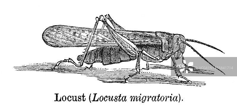 迁徙蝗虫(Locusta migratoria)旧版画图片素材